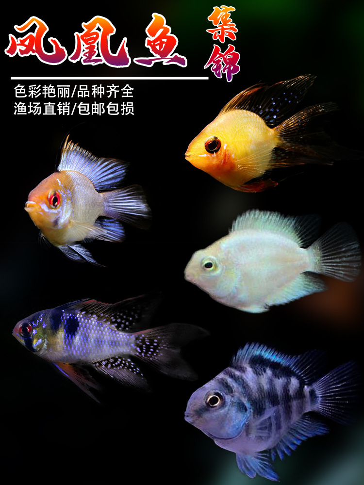 金波子阿凡达热带观赏鱼宝蓝荷兰球短鲷凤凰草缸鱼活体小型淡水鱼