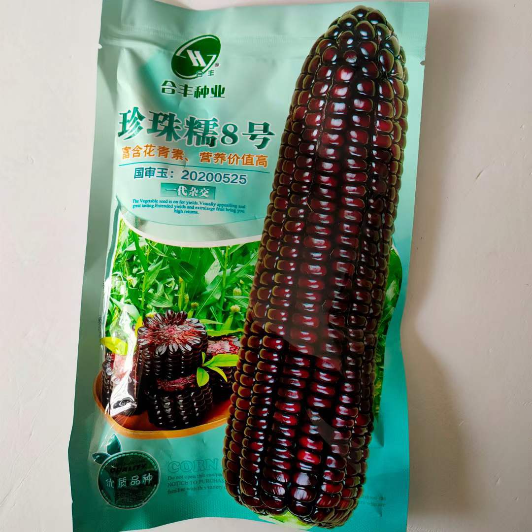 黑玉米种子