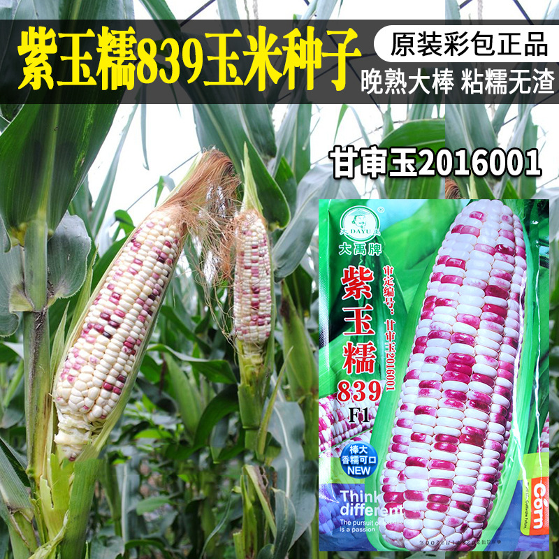 大禹紫玉糯839玉米种子甜糯无渣大棒中熟玉米种籽彩糯玉米籽批发