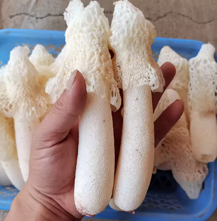 野生竹荪无硫竹笙食用菌干货500g特产煲汤食材23年新货