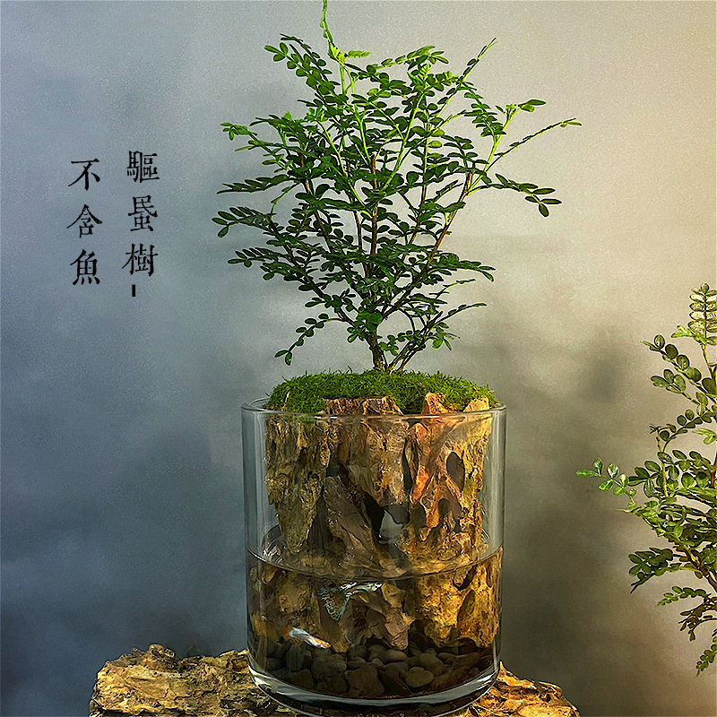 生命之树水陆缸养鱼龟微景观生态瓶苔藓赤楠办公客厅盆栽植物桌面