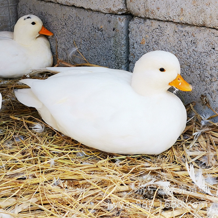0成交0只宠物鸭柯尔鸭活体观赏鸭小白鸭 哪里有柯尔鸭养殖场 家养宠物
