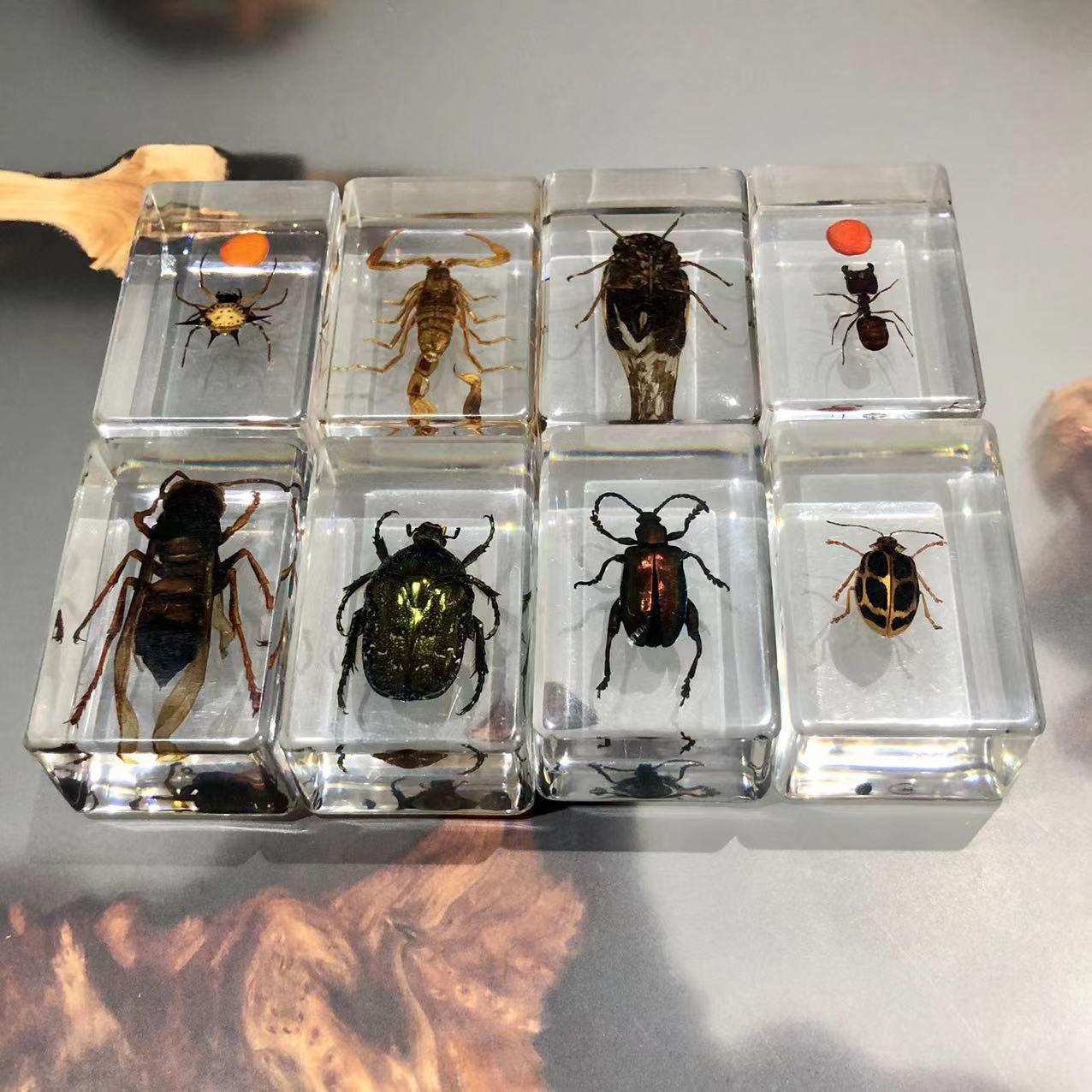 树脂昆虫琥珀标本书镇幼教儿童科学实验模型创意小观察玩具礼品