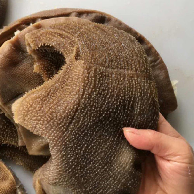 5斤装新鲜毛肚大叶片牛百叶商用火锅食材牛肚杂冒菜冰鲜包邮批发