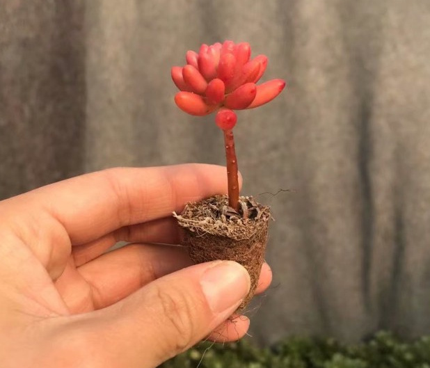 虹之玉虹之玉锦多头小老桩3-4cmcm单株多肉植物多肉植物 组合拼盘