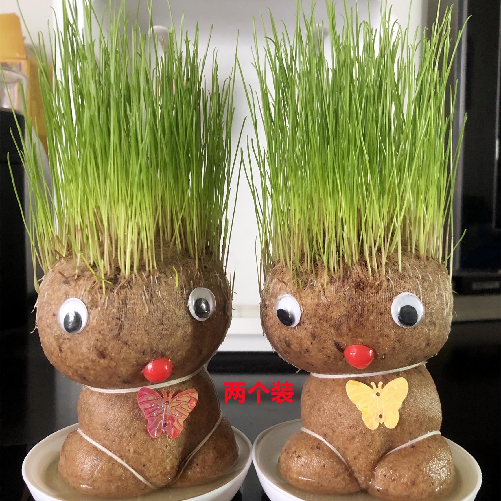 头上长草盆栽浇水长草的植物娃娃草头娃娃娃草植物草头种籽小花农