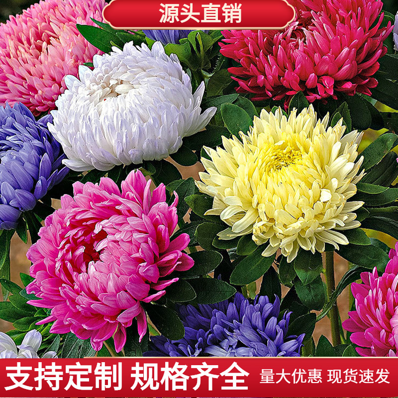 四季播翠菊种子 波斯菊种子野花组合种子绿化 工程花种子易种春