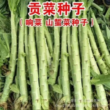 宫廷贡菜种子响菜籽四季耐寒抗热蔬菜种子爽口脆嫩苔菜种子