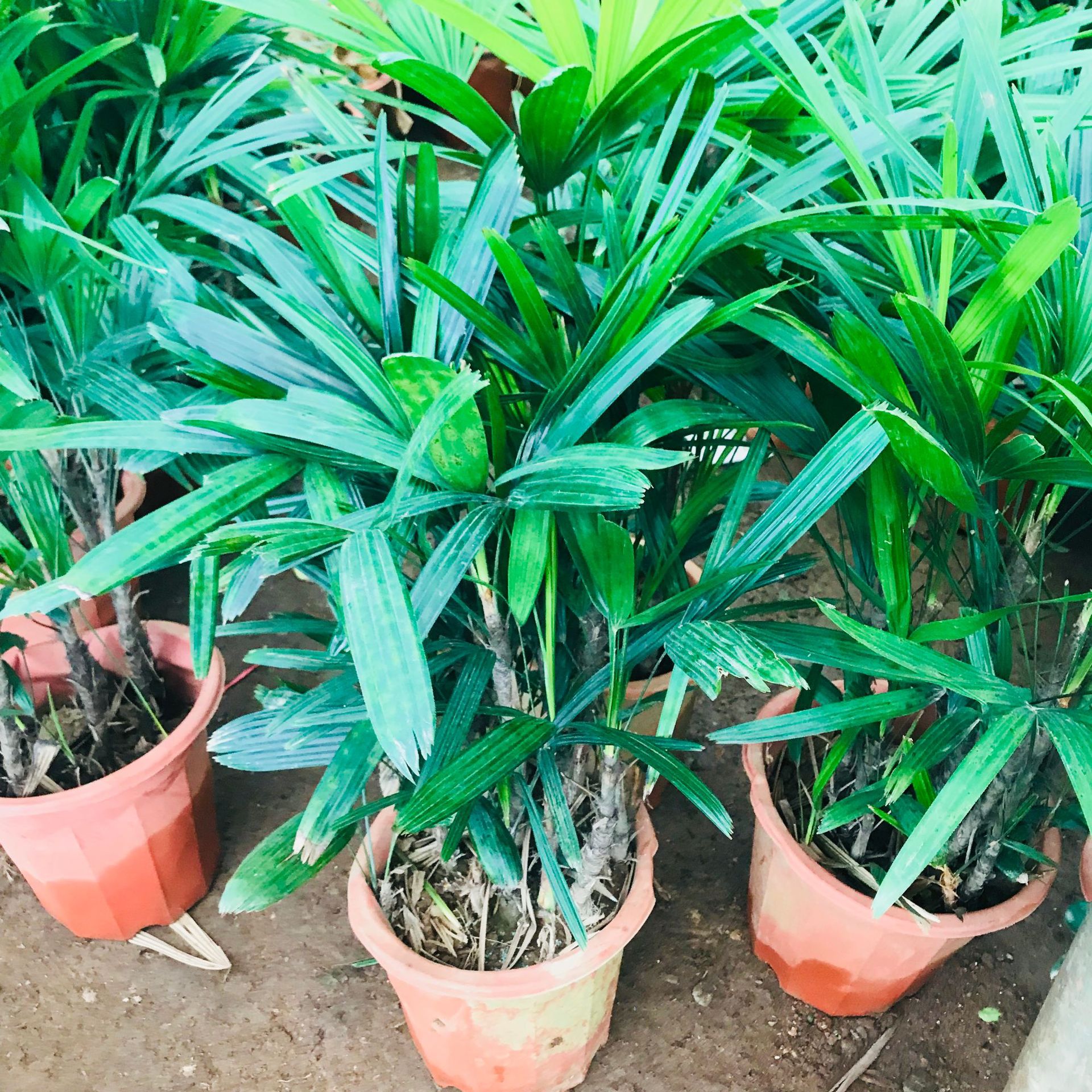 轻奢是否跨境出口专供货源否规格棕竹植物品种棕竹干湿习性中性光照