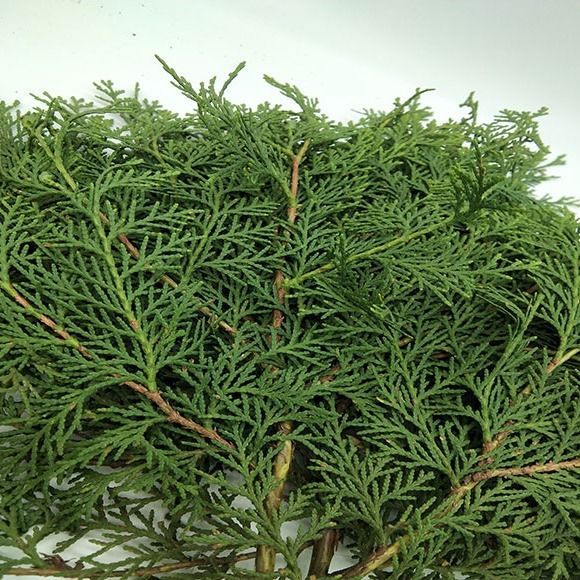 天然野生秦岭新鲜现摘侧柏叶扁柏叶中药材生3斤包邮