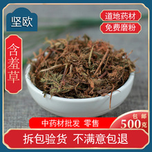 含羞草中药材店铺散装害羞草红骨茎怕羞草望江南感应草中草药