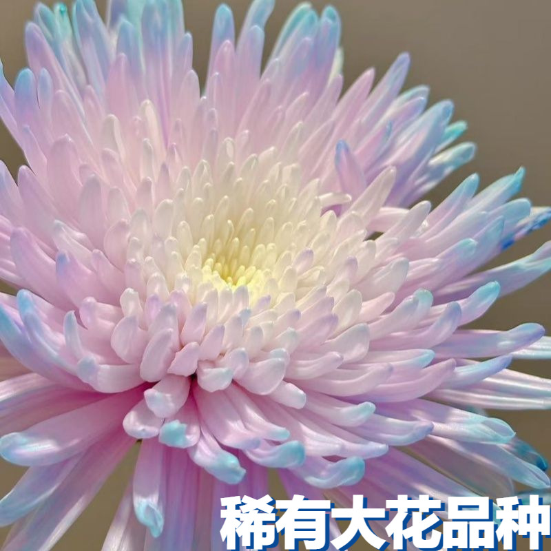 稀有大花品种重瓣牡丹菊花小苗盆栽南北可种耐寒旱庭院室内外植物