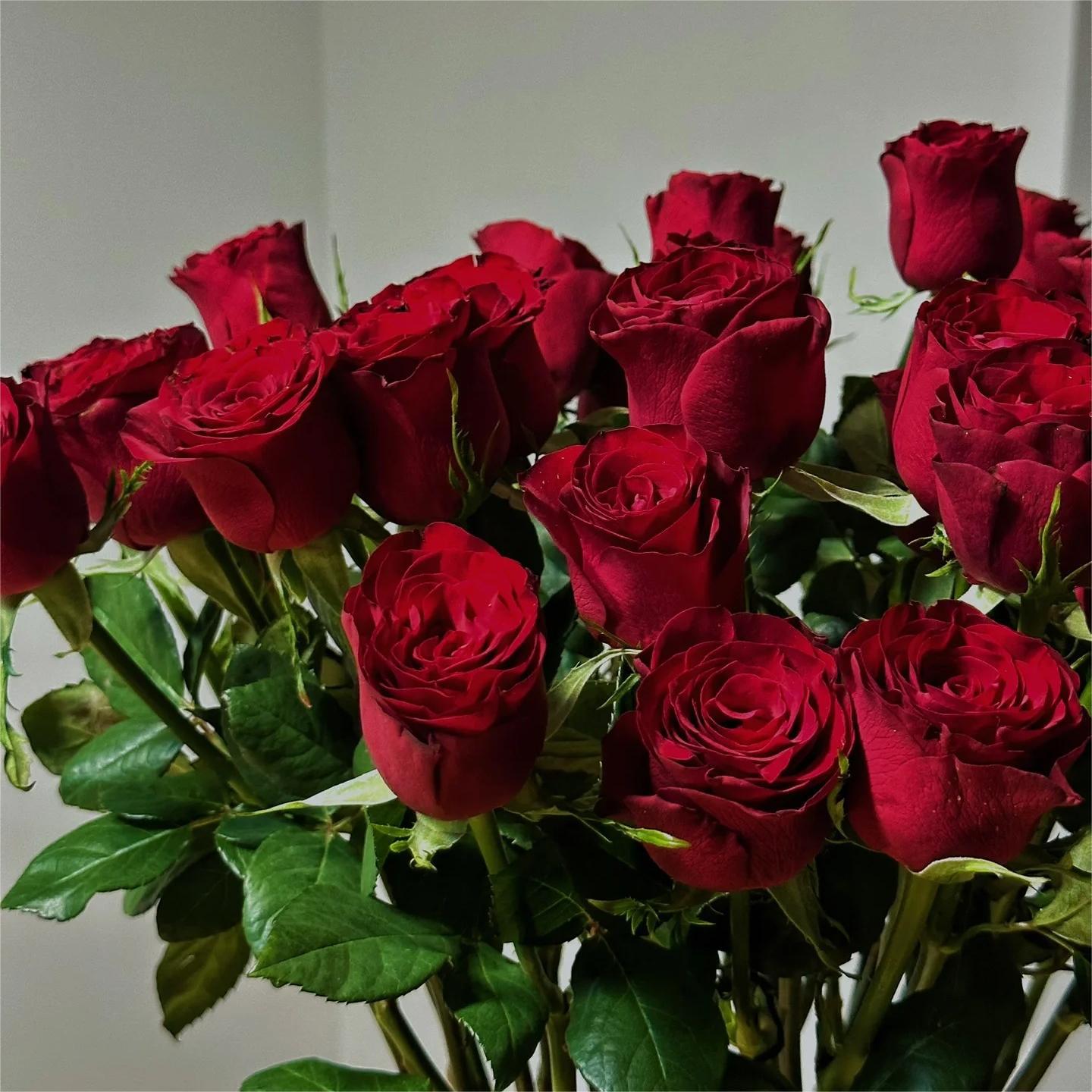 云南高原红玫瑰鲜花基地直发批发家养真花婚庆花店摆摊情人节节日