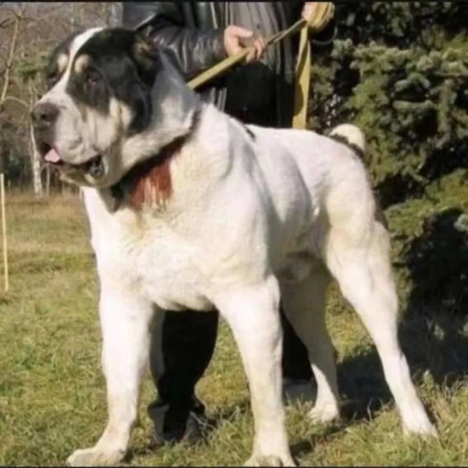 纯种双血统大骨架中亚牧羊犬幼犬活体 中亚牧羊犬大型护卫犬活体