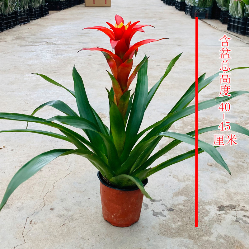 鸿运当头盆栽植物室内大苗红色花卉红星凤梨带花四季开花客厅盆景