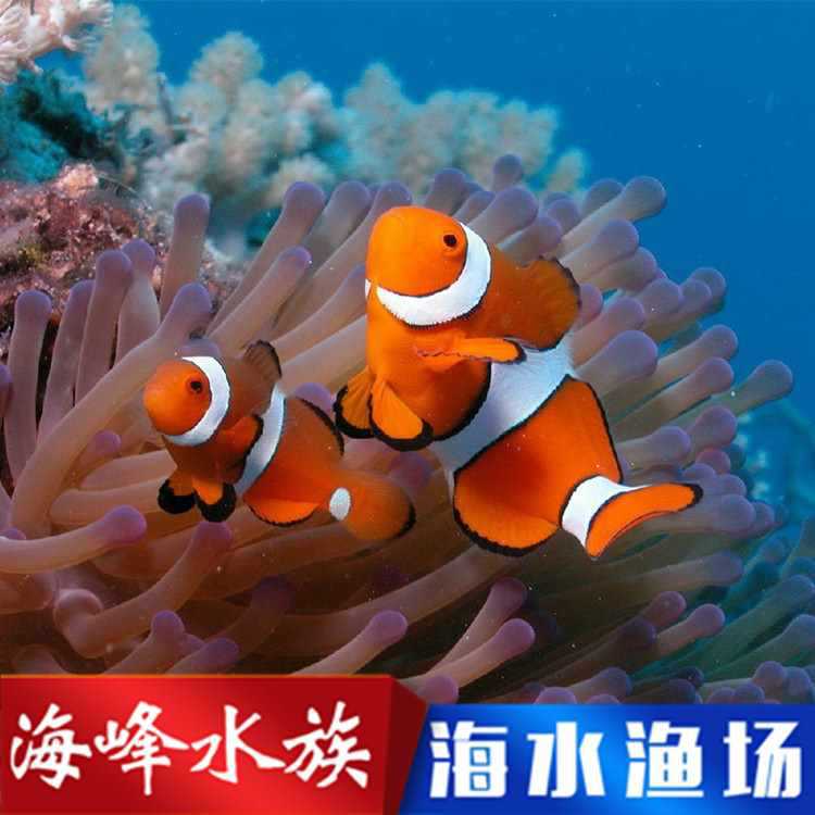 11年老店 人工公子小丑鱼2.