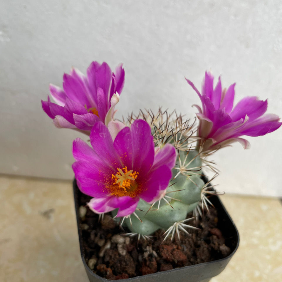 蓬莱宫乳突球属 开花实生仙人球仙人掌多肉植物盆栽绿植花卉包邮