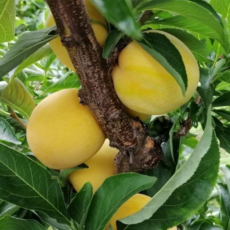 东北晚黄李子干核新鲜水果农家应季水果自然成熟顺丰包邮-阿里巴巴