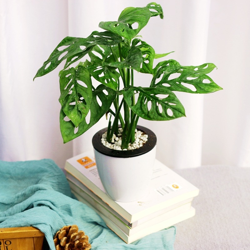 仙洞龟背竹盆栽室内客厅桌面绿植耐阴爬藤植物好养的水养水培花卉