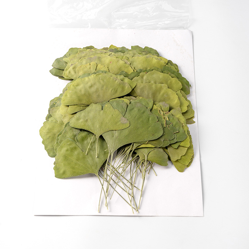 银杏叶 真花押花压花幼儿教学植物标本素材材料滴胶干花手机壳diy