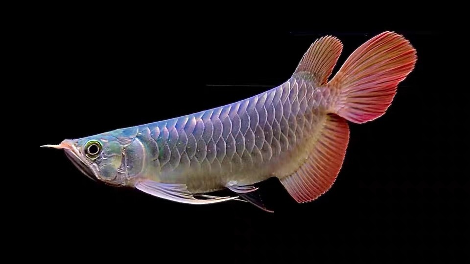 红龙鱼活鱼观赏鱼过背龙鱼印尼辣椒红龙鱼苗练手鱼号半金龙鱼活体