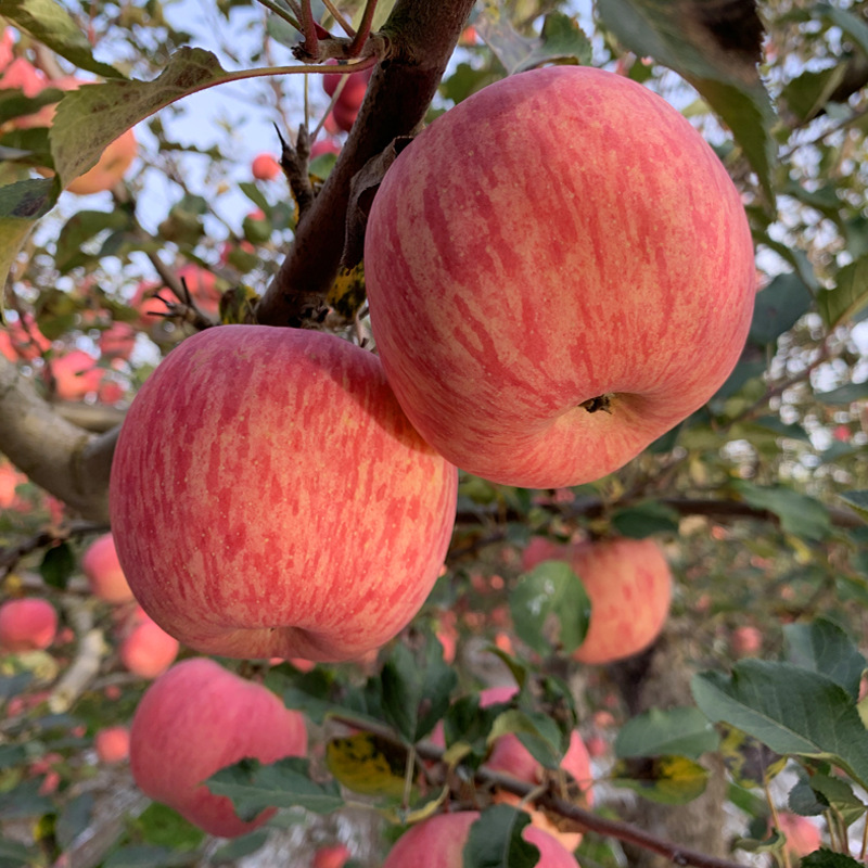 品质现货洛川红富士苹果 10斤洛川直发甜脆多汁陕西洛川苹果 水果