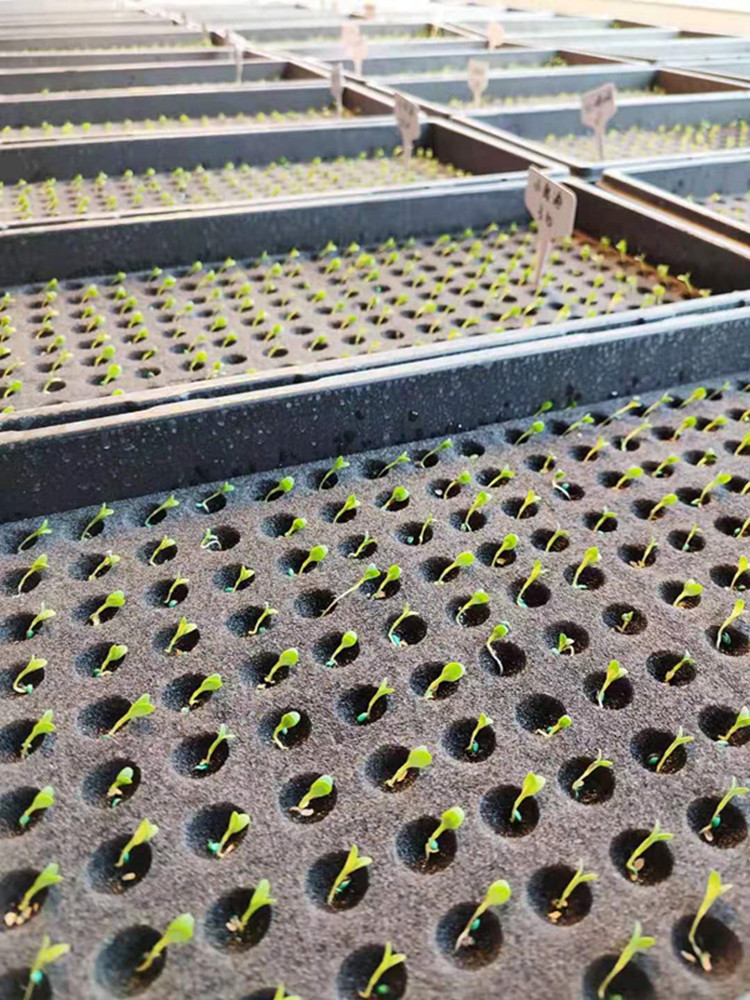 圆孔十字水培育苗海绵无土栽培蔬菜窝孔育苗基质定植棉种植海绵块