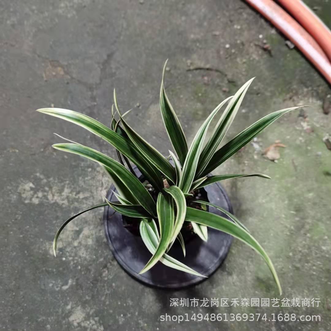 兰花矮种盆栽植物名贵品种兰草花花卉神童冠金边兰花苗带花苞盆景