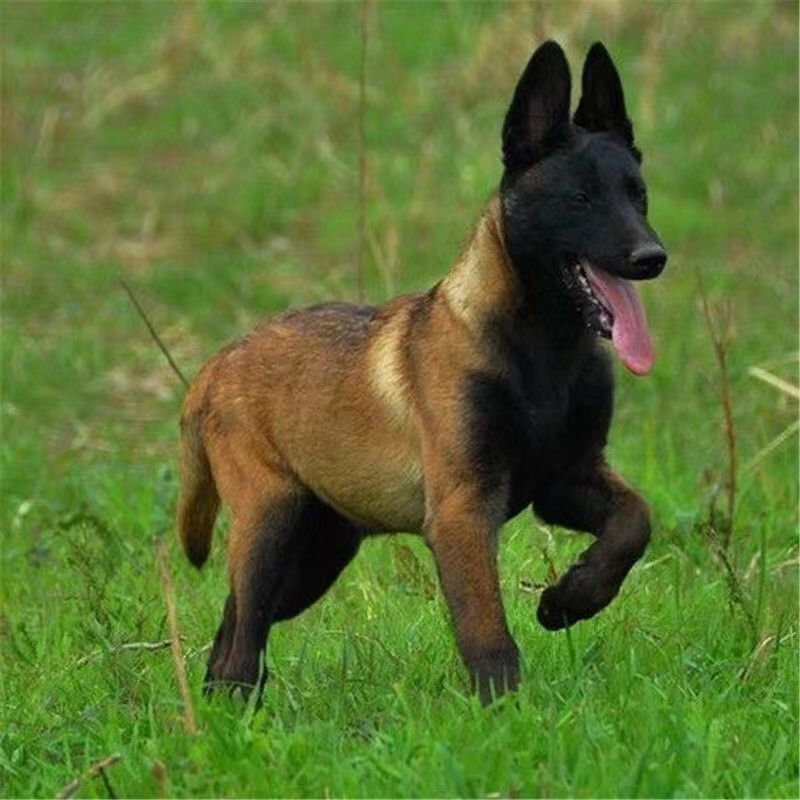 马犬活体爆红马犬幼犬宠物狗狗看家护卫中型犬黑红黄马犬护卫犬