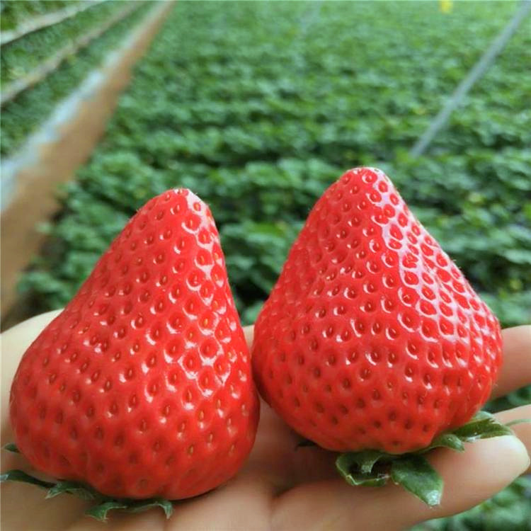 隋珠红颜脱毒草莓苗章姬草莓苗妙香草莓苗法兰地草莓苗批发
