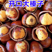 东北开口大榛子500g原味榛子东北薄皮炒熟坚果零食0g源工厂
