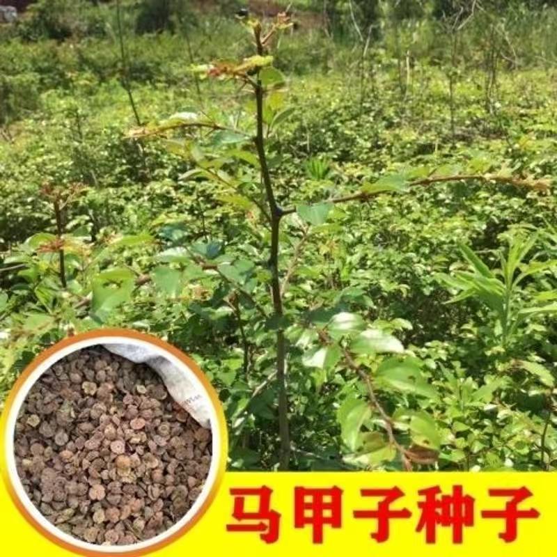 新采摘 马甲子种子 围园用树苗种子 篱笆树种 发芽率高