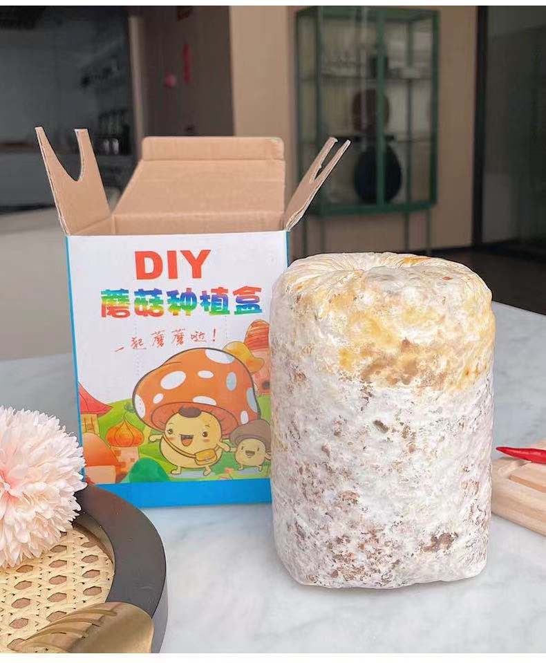 家庭蘑菇种植菌包diy平菇菌包亲子游戏礼盒礼品可食用菌菇