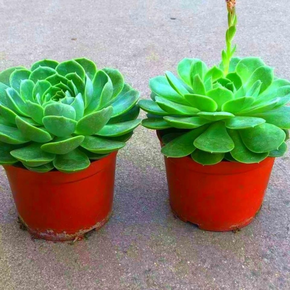 绿翡翠多肉植物花卉盆栽肉肉植物室内绿植四季易活新手好养花草