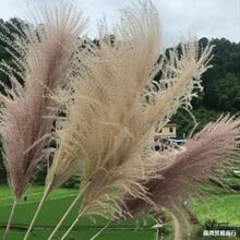 天然芦苇干花10支永生花束橱窗装饰摆件芦苇花拂尘花拍摄婚庆道具