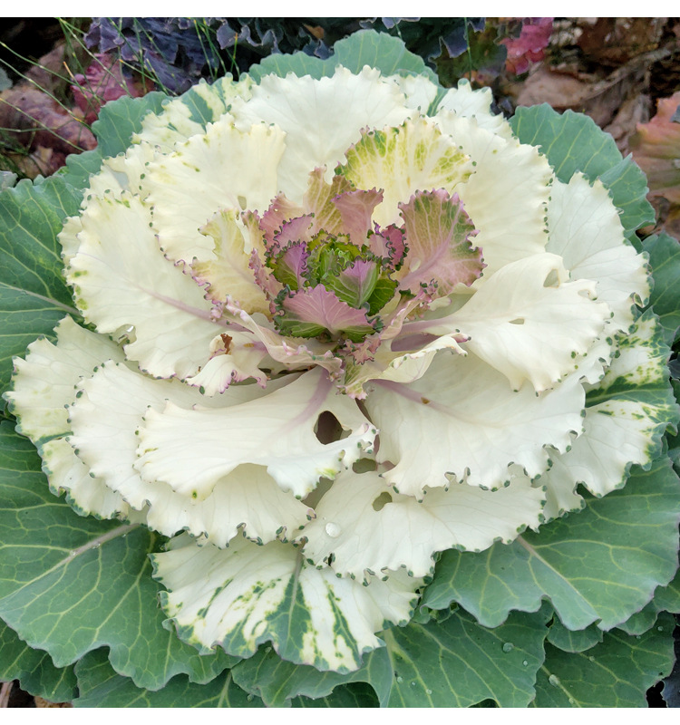 厂家批发混色羽衣甘蓝种子粉白紫红家庭观赏食用甘蓝种籽约100粒