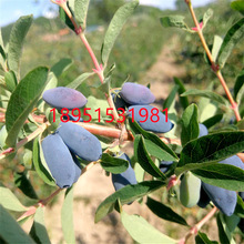 蓝莓蓝靛果山茄子黑瞎子果树苗南方北方盆景庭院种植耐寒当年结果