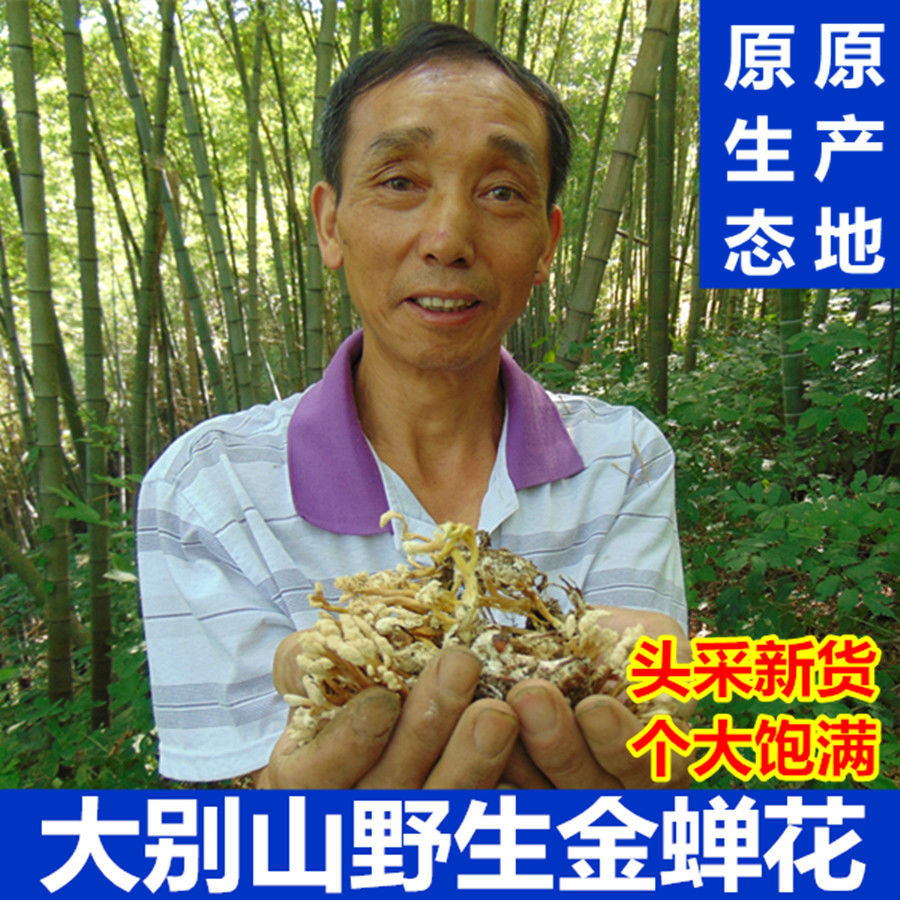 【野生金蝉花】大别山挑选土蝉花野生金婵花蚕花冬虫夏草新货包邮