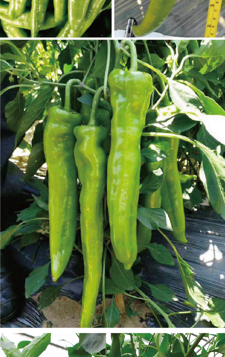 常丰大羊角辣椒种子早中熟羊角椒种籽厂家批发羊角辣椒种籽当季播