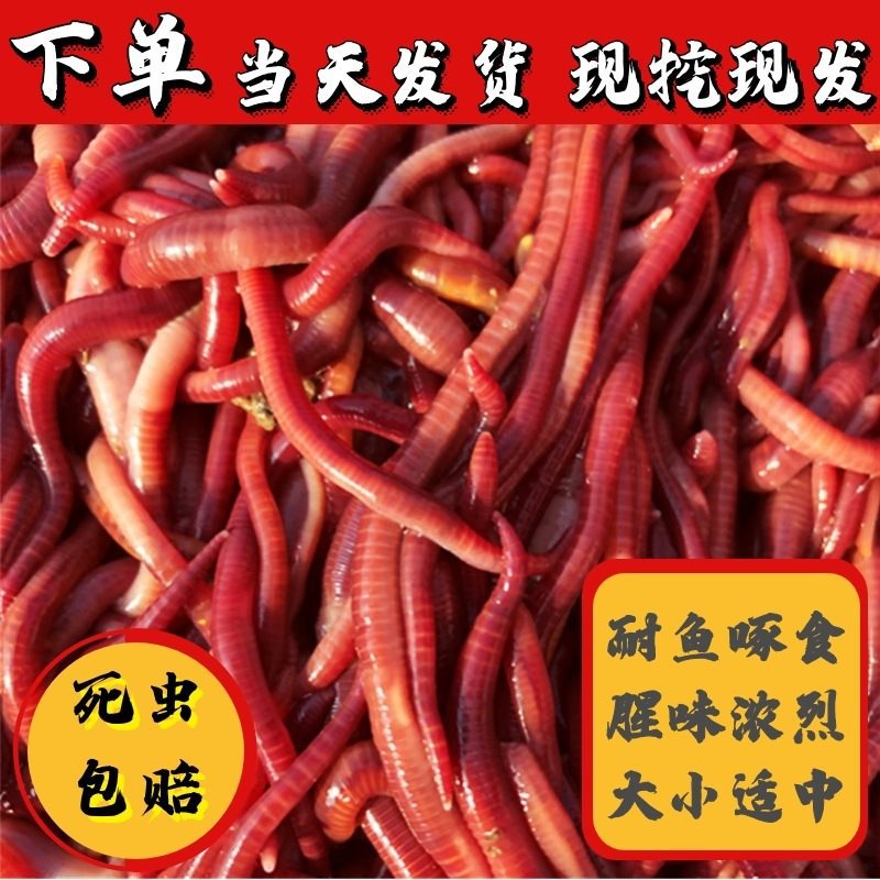 蚯蚓活饵野钓垂钓红蚯蚓活体钓鱼蚯蚓鱼饵红虫饵料鱼食散装包邮