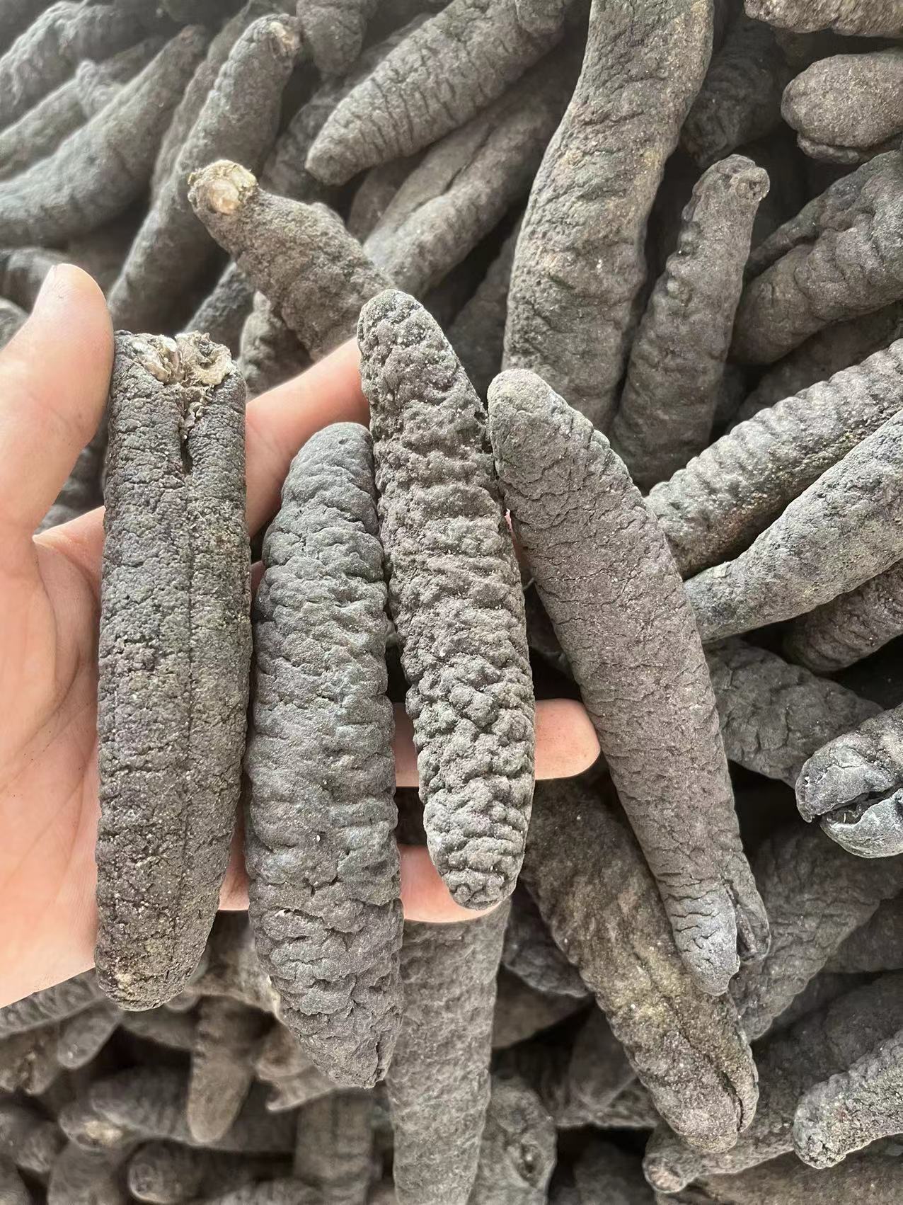 15头大乌参500g黑参乌条乌虫海产品干货野海参非即食海味批发厚肉