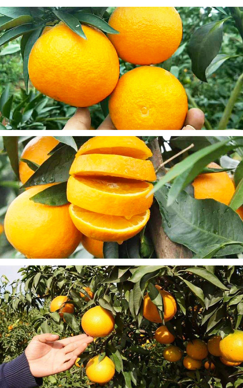 四川眉山丹棱爱媛38号果冻橙5斤8斤应季水果橙子柑橘蜜桔一件代发