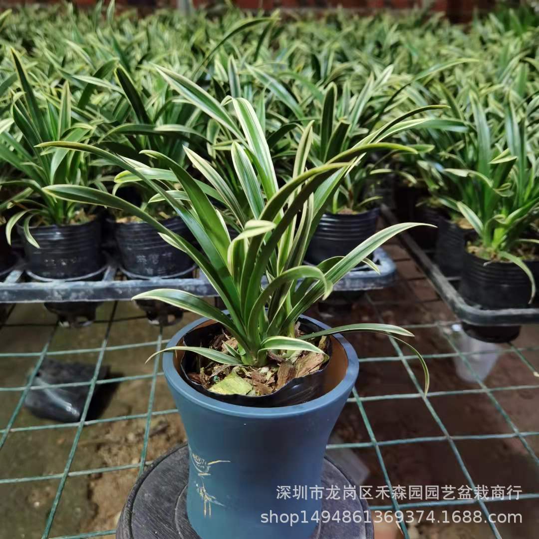 兰花矮种盆栽植物名贵品种兰草花花卉神童冠金边兰花苗带花苞盆景