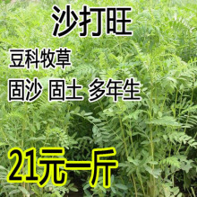 沙打旺种子 多年生牧草 绿肥草 护坡草 耐寒耐旱耐盐碱进口种子