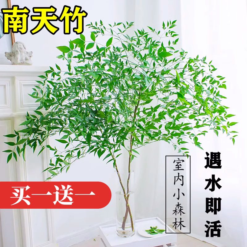 水培植物南天竹盆栽室内花卉鲜切枝客厅真绿植水养马醉木吊钟龙柳