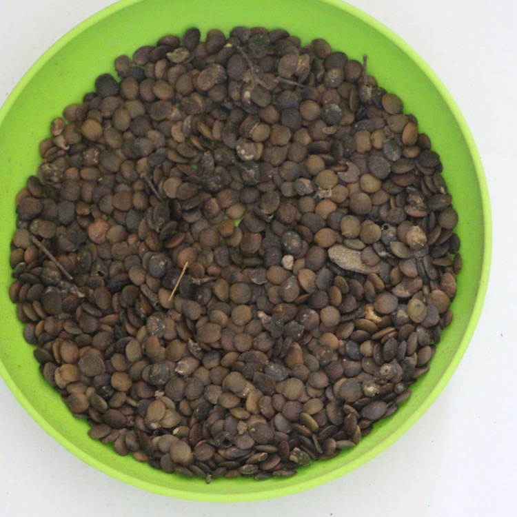 绿化花卉种子巨紫荆种子洋紫荆花种子满枝开花