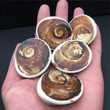 天然海螺贝壳化石太阳贝原石海洋古生物标本DIY饰品摆件 厂家批发