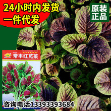 常丰红苋菜种子红圆叶苋菜农田菜园可盆栽四季早熟青菜野菜蔬菜籽