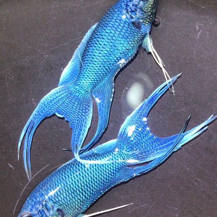 斗鱼蓝蛇无纹蓝观赏鱼冷水鱼好养耐活包活包邮包健康