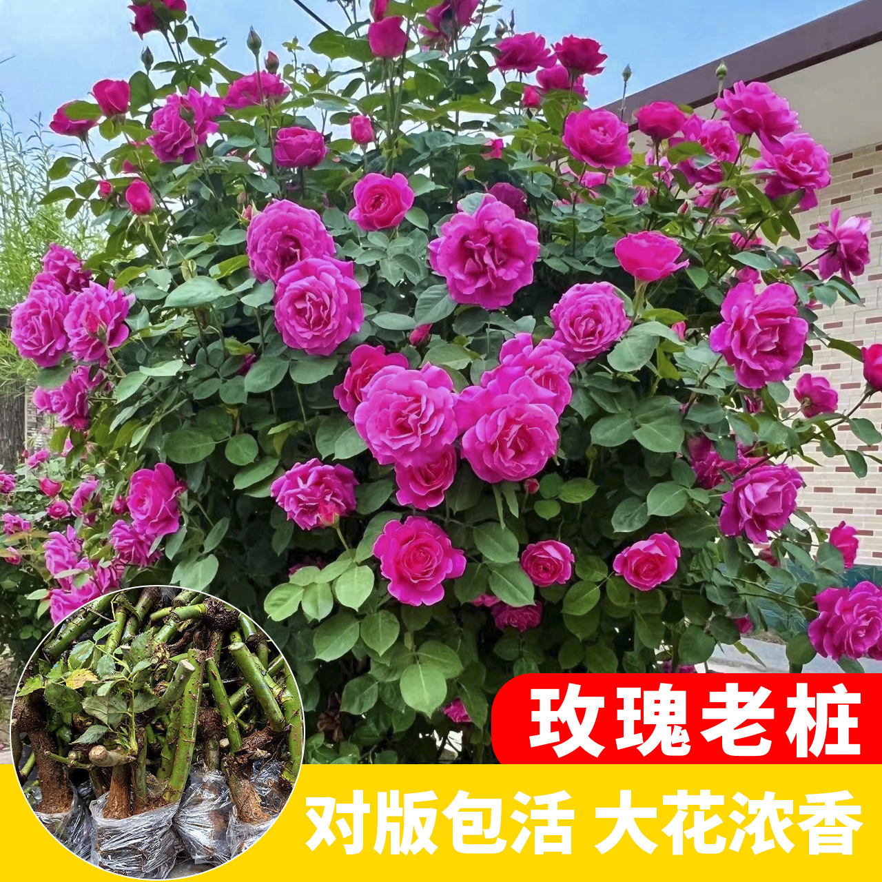 云南直发大花重瓣玫瑰月季花苗老桩园林绿化苗木花卉树苗大苗批发